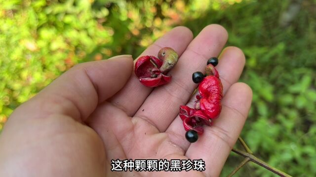 这植物叫野鸦椿,也叫鸡眼睛, 很少知道它全身都是宝