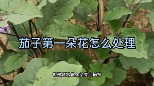 家庭菜园:茄子第一朵花怎么处理!