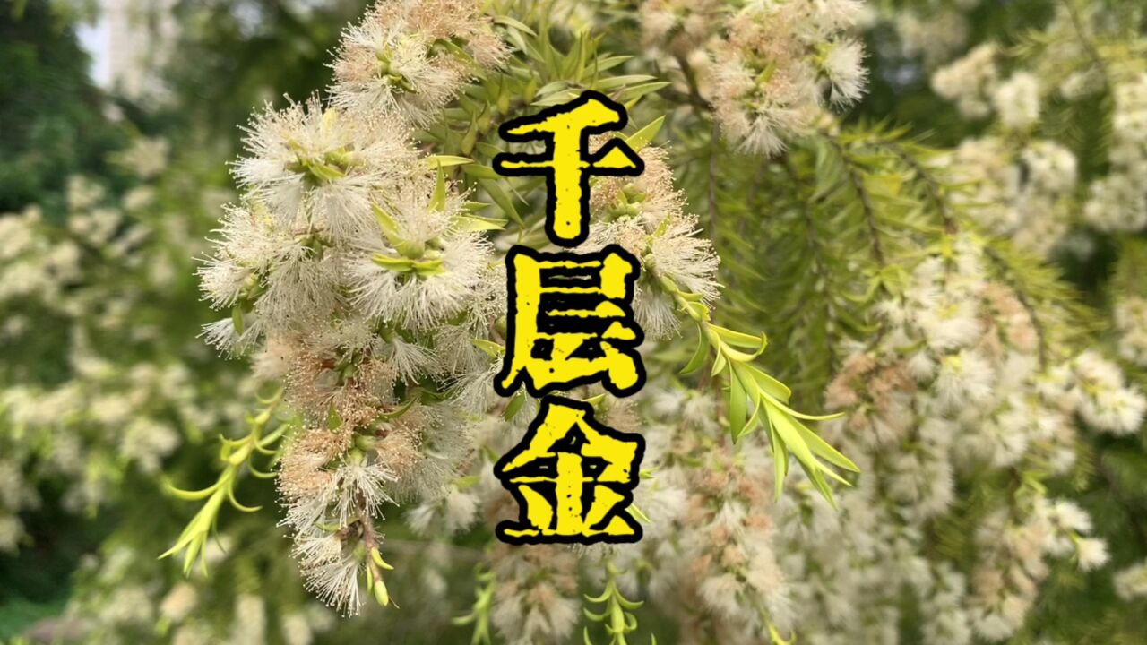 这种植物叫做千层金,不仅开花好看,还是爱美女士的必备