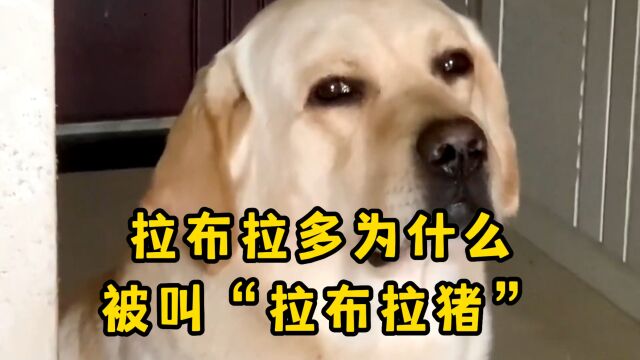 拉布拉多被叫“拉布拉猪”的原因,是猪是狗傻傻分不清楚