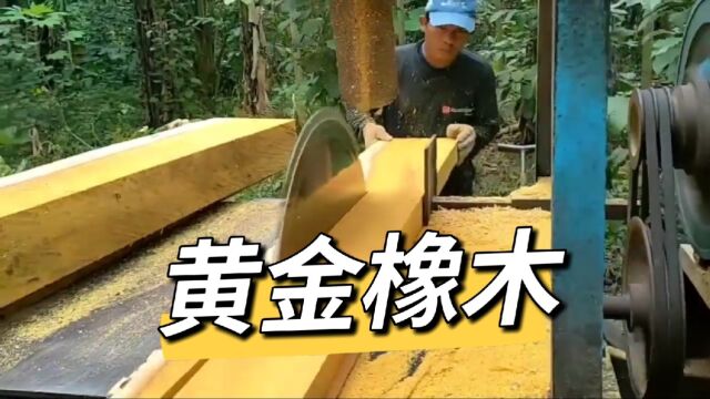 黄金橡木有多秀?今天近距离带大家观看纯正黄金橡木