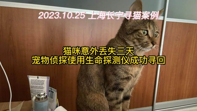 上海长宁寻橘猫