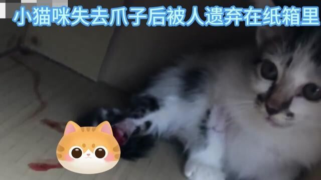 猫猫#猫咪