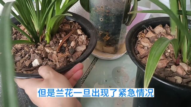 盛夏养兰遇到三种情况一定要及时翻盆处理,千万别等着收空盆哦