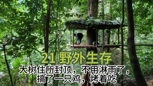 21野外生存,大树住所封顶,不用淋雨了,搞了一只鸡,烤着吃