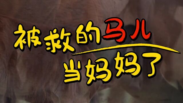 草原被救马儿当妈妈了 ,小马驹取名“缘生”,寓意在美丽的乌兰布统草原,因缘分而获新生(来源:内蒙古文化和旅游厅)