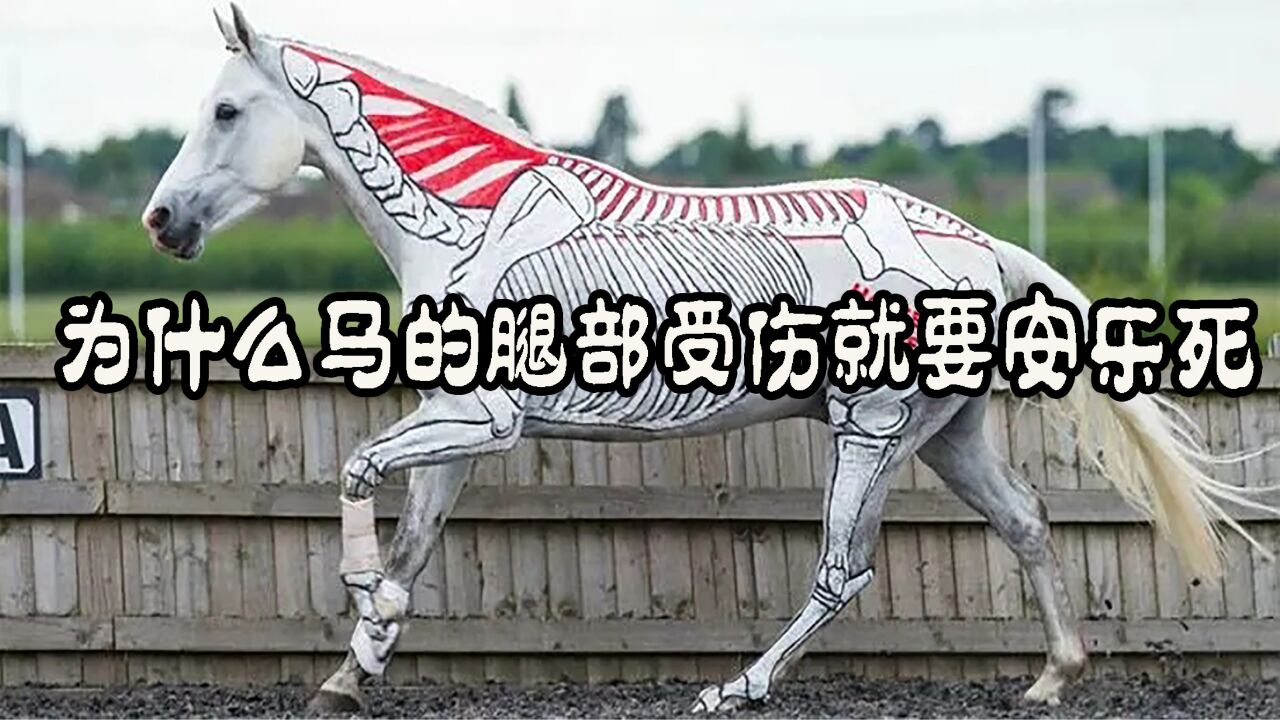 用中指在奔跑的马,腿部受伤之后就会被执行安乐死