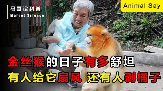 金丝猴的日子有多好,有人给它扇风,还有人给剥橘子