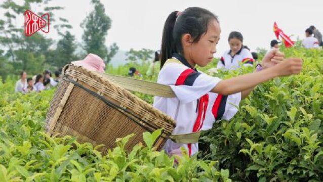 蓝山:茶叶飘香 研学游热