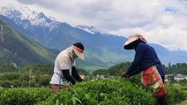 入藏记:劳动最光荣世界最高的易贡茶场采茶人