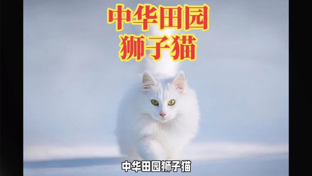 中华田园狮子猫:独特外貌与高贵气质的结合