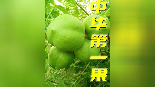 传说中的“中华第一果”,到底是什么果? #文冠果 #传递正能量 #动植物鉴定 #林业人