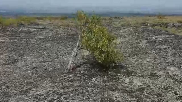 究竟是什么原因,造成黑色石河上的火山杨十分矮小,长势弯曲?