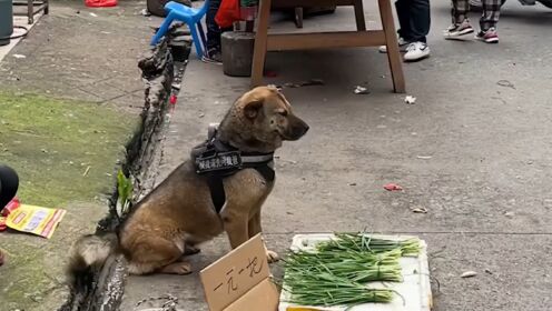 全网最离谱的狗子，上街买菜还会讨价还价，就差开口说话了_高清1080P在线观看平台_腾讯视频