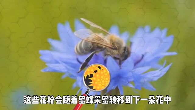 蜜蜂是如何酿造蜂蜜的?看完整个过程你还有勇气吃吗?