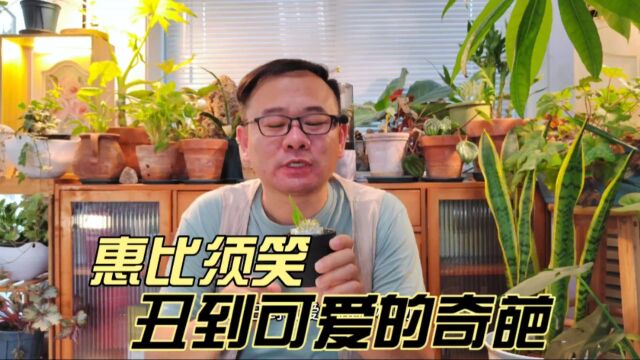 丑到可爱的奇葩植物:惠比须笑,就像植物大战僵尸里面的地刺