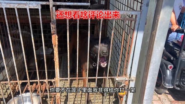 逛开封狗市,大家要的冷门犬罗威纳马犬,有喜欢的吗?一次看个够