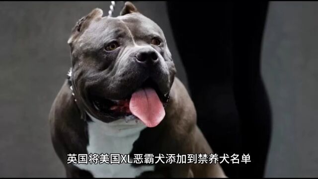 英国将美国XL恶霸犬添加到禁养犬名单