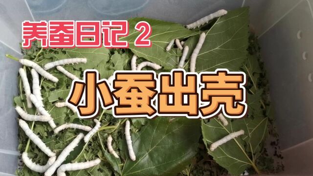 蚕卵孵出了蚂蚁?灰不溜秋、密密麻麻一层,怪吓人的