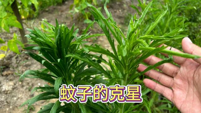 农村随处可见的小蓬草,号称“蚊子的克星”,野外遇到挖一些回家