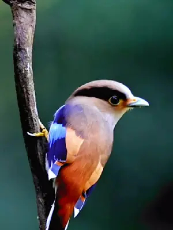 靓仔#银胸丝冠鸟 #野生鸟类摄影