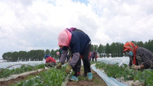 双阳香瓜十里飘香架起农民致富路