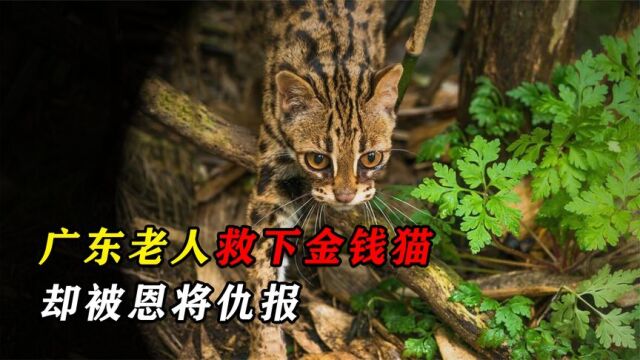 广东老太捡到野猫,体型似猫颜色像豹,长大后异常凶残