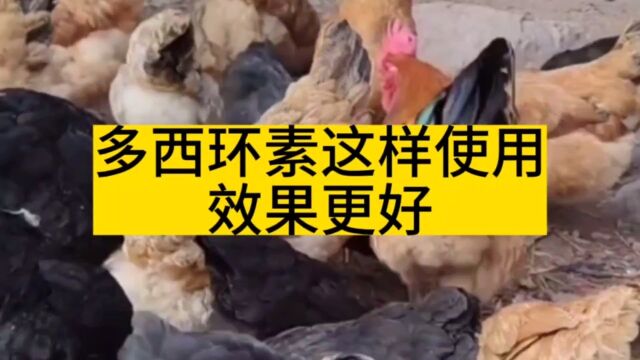 西安利皇养殖技术分享:养鸡这样使用多西环素,效果更好