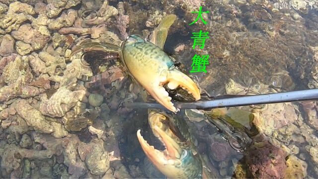 阿平赶海遇到了捕捉皮皮虾的大螃蟹,还抓到了价值不菲的石雕鱼