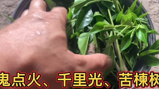 进山采摘几种植物,鬼点火、千里光、苦楝树,你知道有什么用处吗