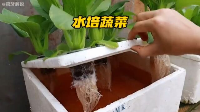 教你在家直接种植水培蔬菜蔬菜种植蔬菜