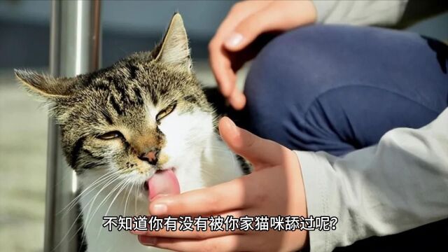 猫咪“舔”你,是什么意思呢?你有没有误会