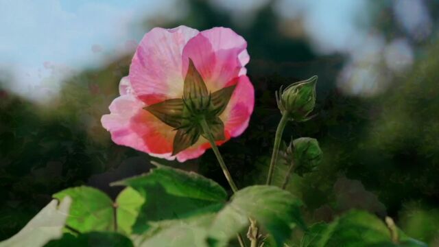 成都市植物园:第三批芙蓉太空种子交接 蓉城将再添“太空之花”