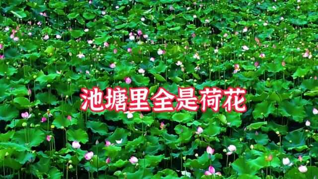 荷花又名水芙蓉,品种众多,这种是古莲还是翠盖华章