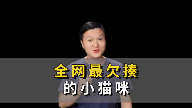 全网最欠揍的金虎斑,经常找铲屎官打架