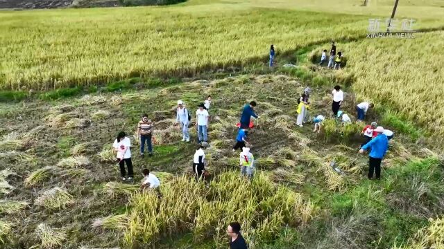 传统方式收稻谷 学生珍惜盘中餐