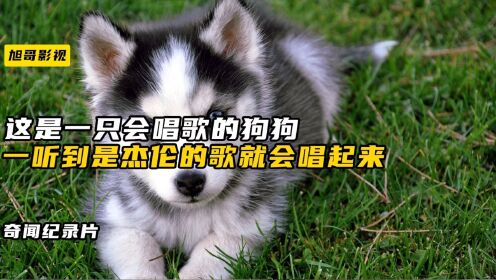 这是一只会唱歌的狗狗,一听到时杰伦的歌就会不自觉的唱起来