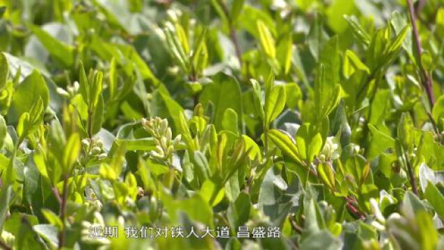 玉门:绿树成荫时令花卉扮靓城市