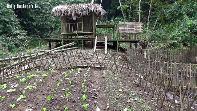 丛林生活继续完善我的丛林小屋,给小屋建一扇大窗户