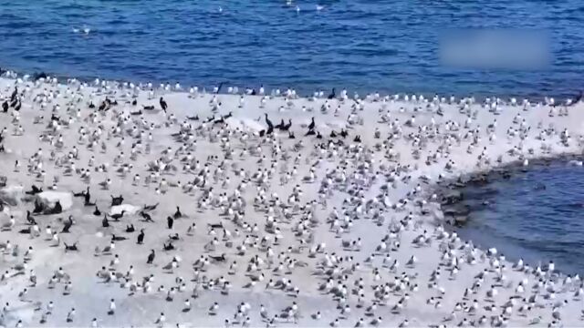 青海湖水位上涨,鱼鸥繁殖地发生变化