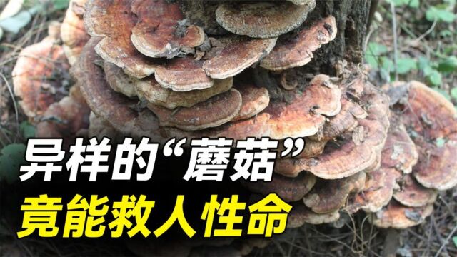 春天重在养肝?灵芝是长寿村的标配,也是孙思邈延年益寿的秘密