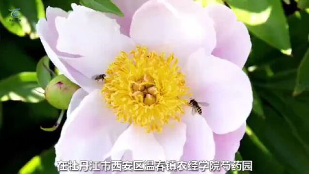 芍药花开香满园 走进农经学院芍药园