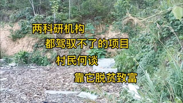 这两个机构都驾驭不住,罗甸县干村村106户村民何谈靠花脱贫,专项资金又去了哪里?罗甸金花茶#金花茶 #乡村振兴 #传递正能量