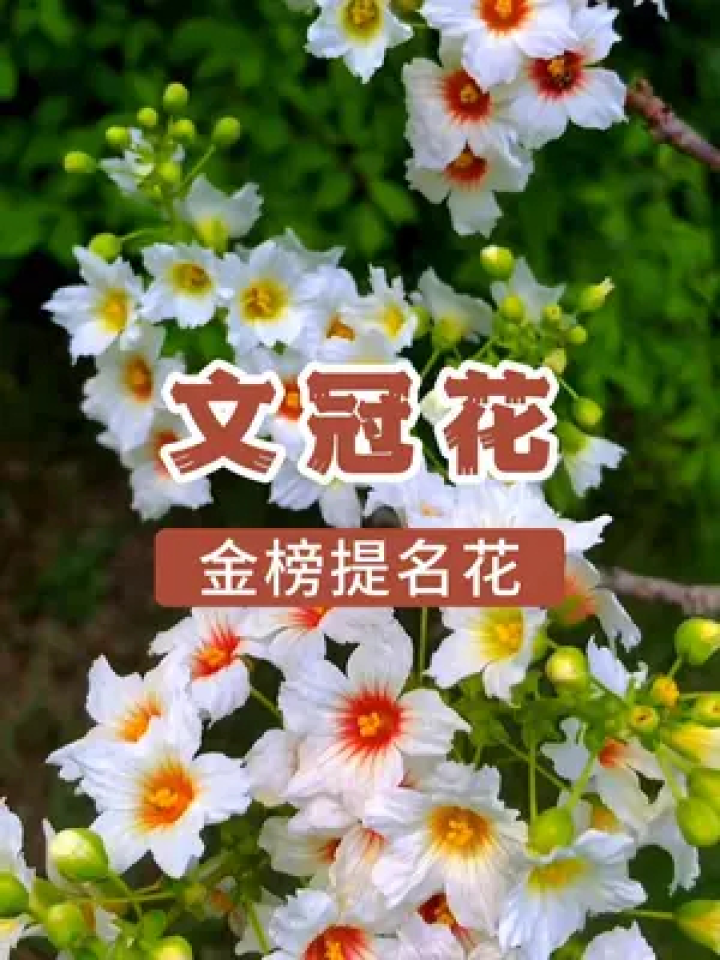 也叫状元花,养在家里不仅寓意好,盛唐时期的大户人家都喜这种花,而且