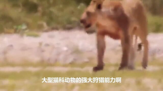 大型猫科动物的强大狩猎能力狮子、美洲虎大型猫科动物狩猎!