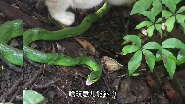 从来没见过这么肥的猪肉搞笑搞笑配音搞笑视频