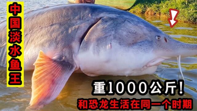 中国最大淡水鱼有多大?生活在黑龙江的“鱼王”,体重达1000公斤