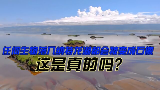 传说中的“死亡冥河”纳特龙湖,任何生物落入湖水中都会被变成石像,这是真的吗?