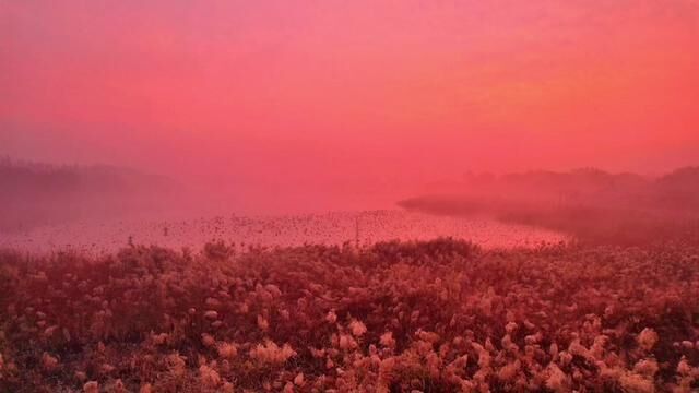 邯郸经开区月爱湖公园,现在满湖芦花摇曳,浪漫治愈,水上看日出的绝佳之地,快来这里打卡吧!#这个风景足够治愈你吗