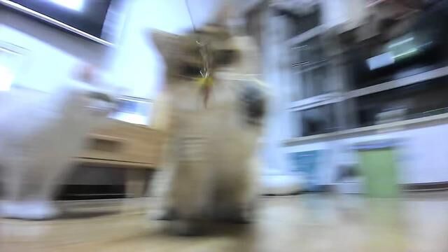 #优宠嘻宝 #猫vlog日常 #猫咪日常记录 #远程陪伴